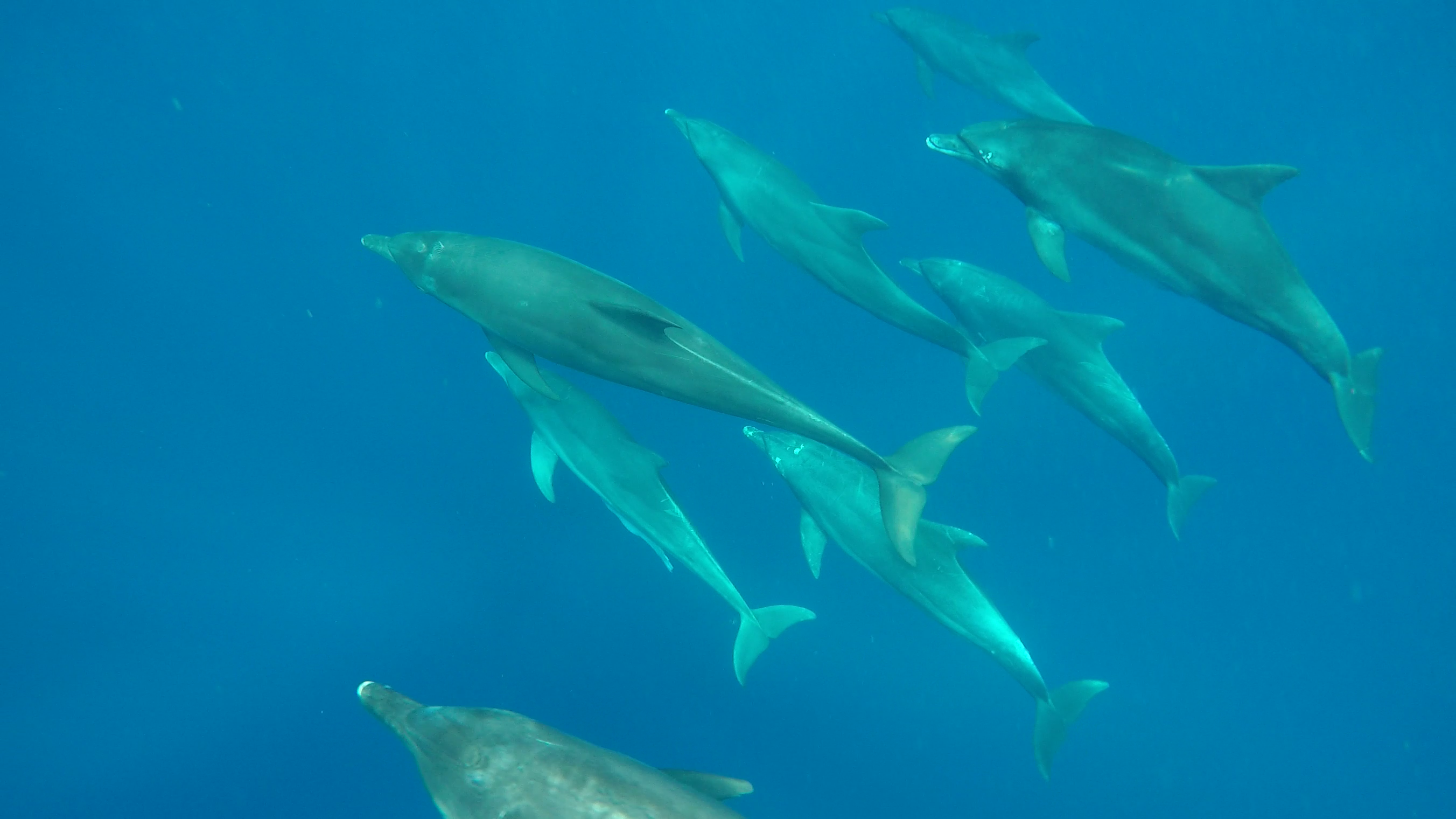 イルカの群れ